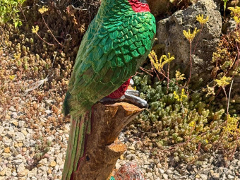 Beton butik_kerti díszek_Papagáj - zöld-piros