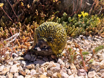 Beton butik_kerti díszek_Süni